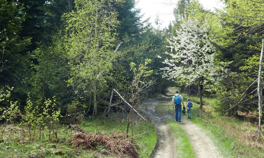 Walking along the ridge towards Stołowa Góra