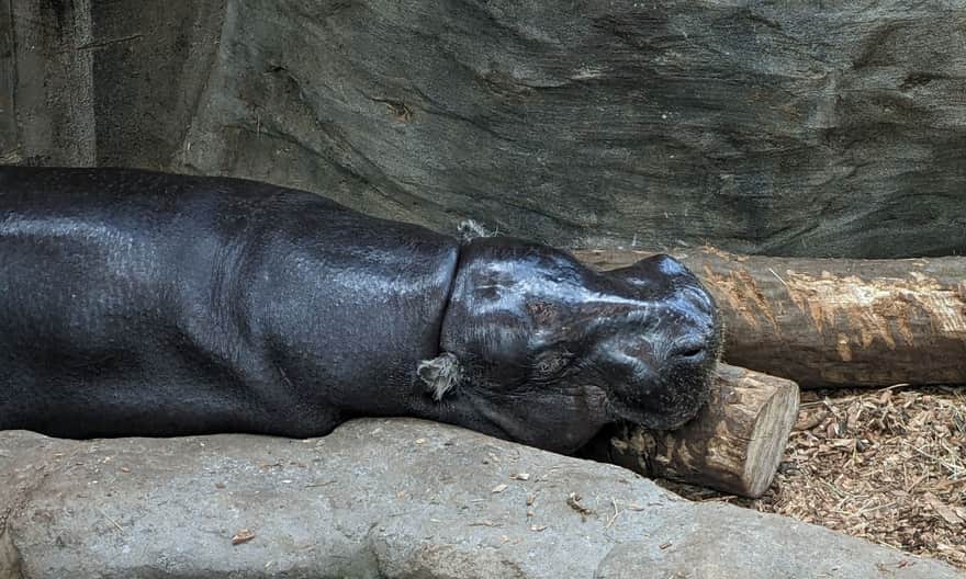 Hipopotam karłowaty. Zoo w Krakowie (kwiecień 2023 r.)