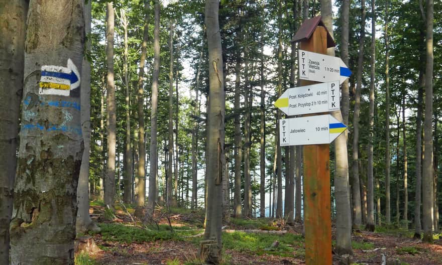Trail intersection below the summit of Jałowiec