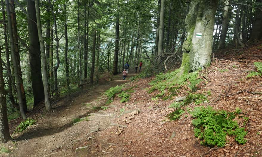 Descent on the green trail from Hala Kamińskiego to Przełęcz Klekociny