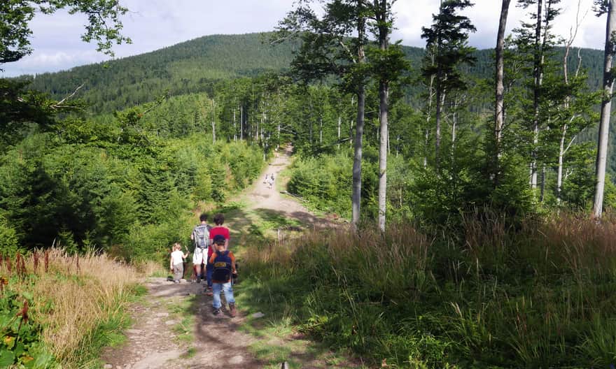 Ridge trail: from Mosorny Groń towards Cyl Hala Śmietanowa and Policę
