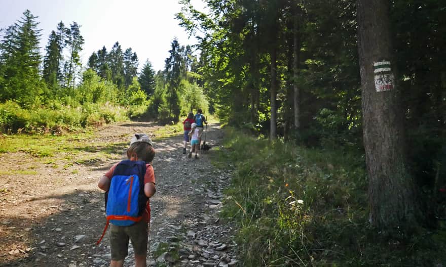 Green trail to Jasień from Łętowe