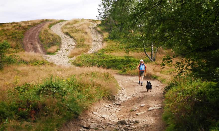 Green trail to Jasień - scenic meadow near the summit