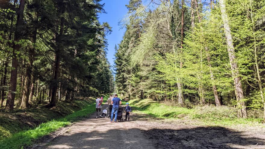 Path in Tuchowski Forest leading to the ponds