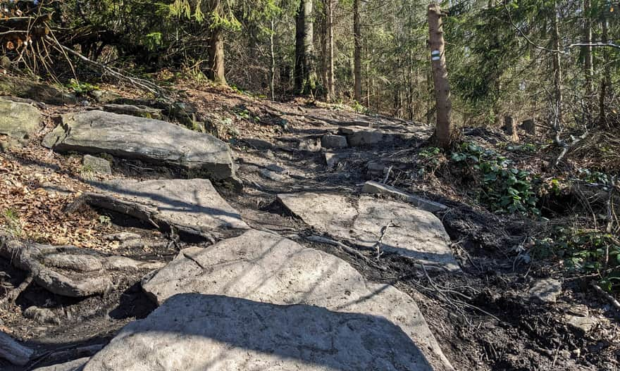 The green trail to Mogielica - ascent to the summit