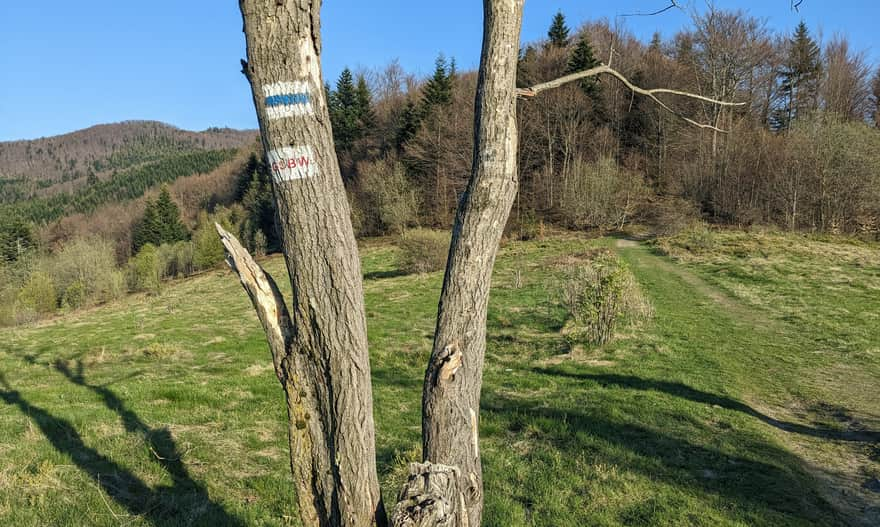 Cyrla - widokowa polana na niebieskim szlaku Jurków - Mogielica