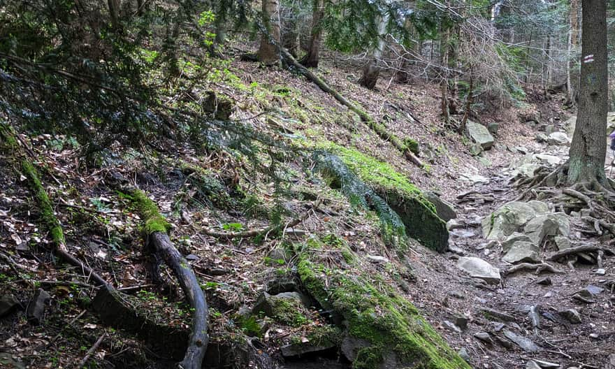 Steep forest section of the red trail to Luboń Wielki