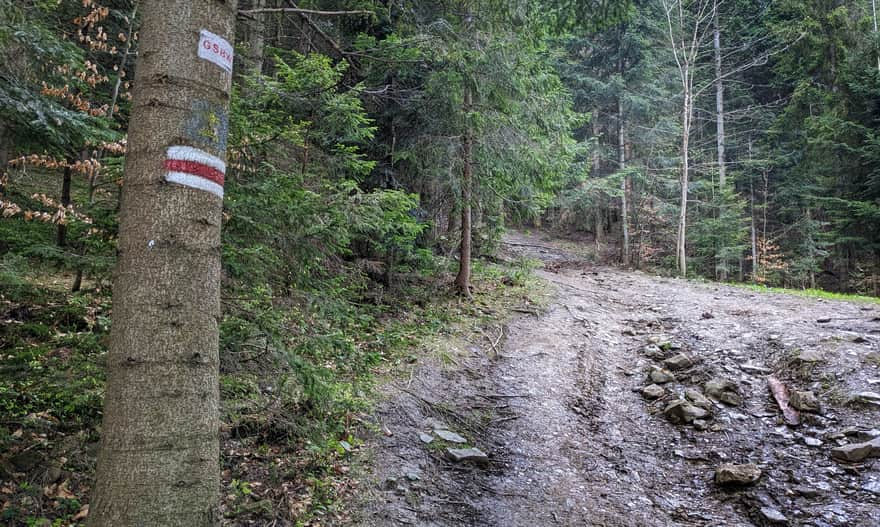 Steep forest section of the red trail to Luboń Wielki