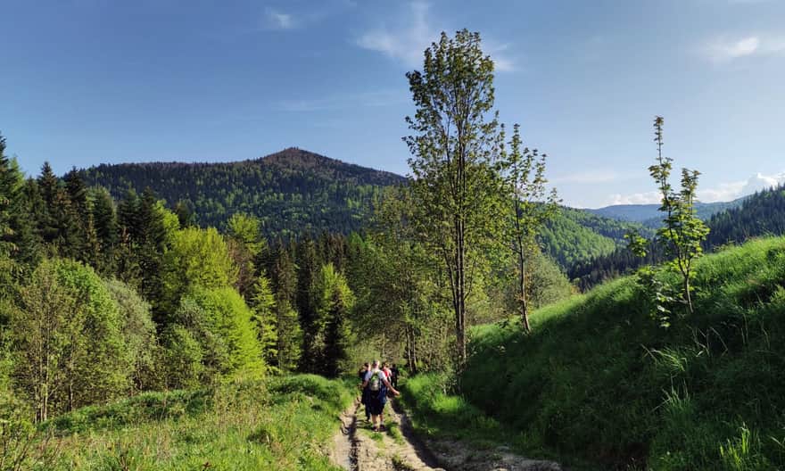 Green Trail: Szczawa - Białe - Polana Wały under Krzystonów - Mogielica, photo by B. and J. Stachurscy