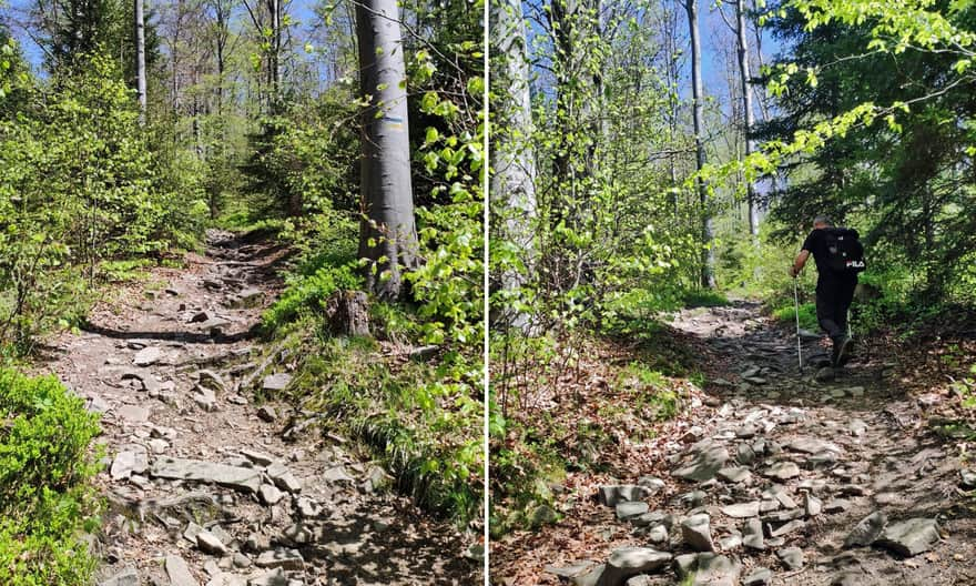 Steep ascent from Polana Stumorgowa to Mogielica, photo by B. and J. Stachurscy