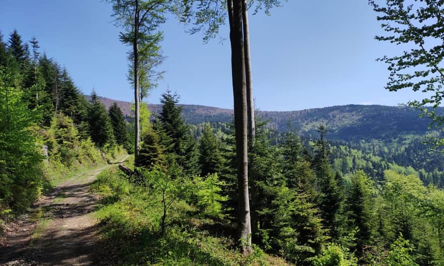 Blue trail from Szczawa Bukówka to Mogielica, photo by B. and J. Stachurscy
