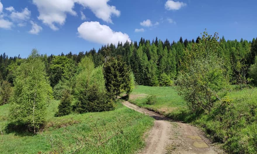 Blue trail from Szczawa Bukówka to Mogielica, photo by B. and J. Stachurscy