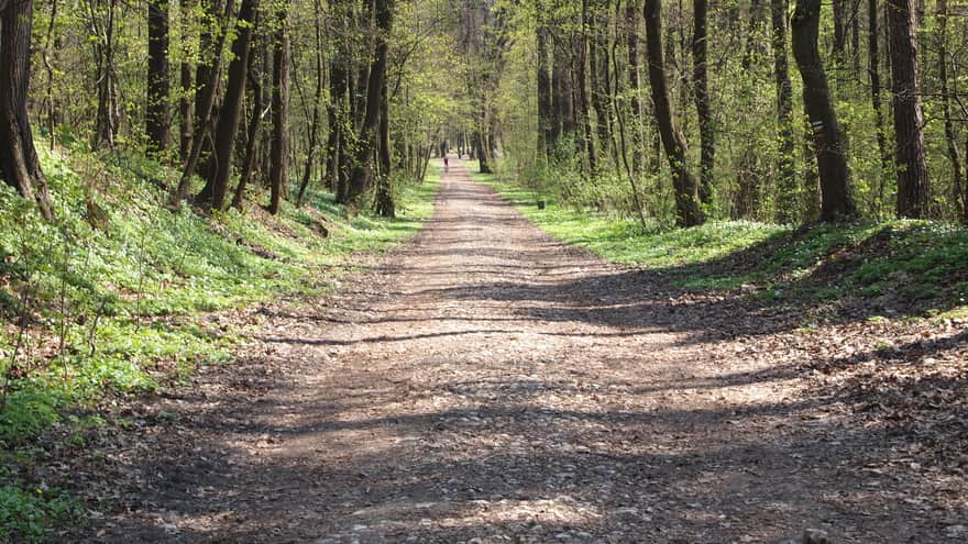 Ścieżka do klasztoru Kamedułów w Lesie Wolskim