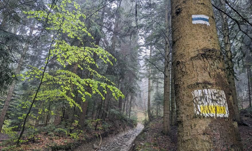 Blue trail from Jurków to Ćwilin