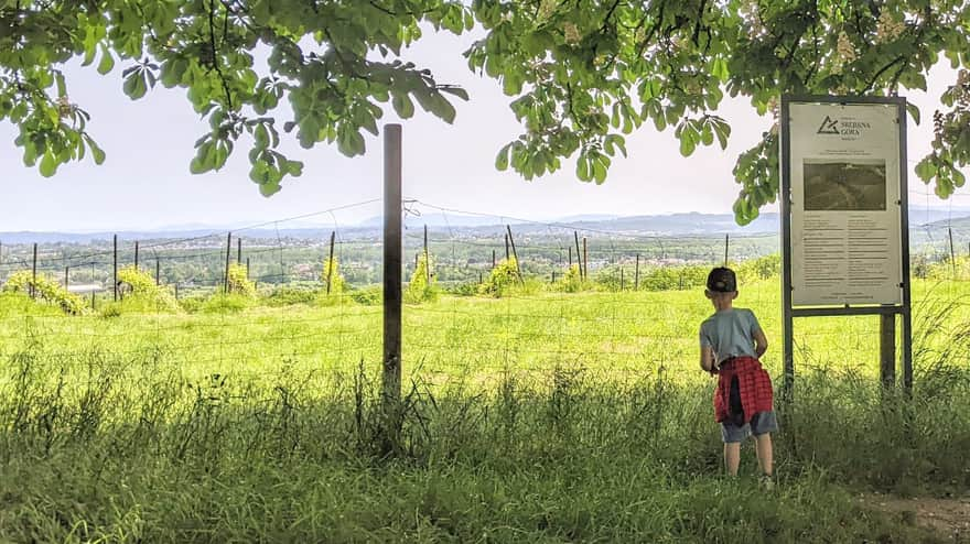 Srebrna Góra Vineyard