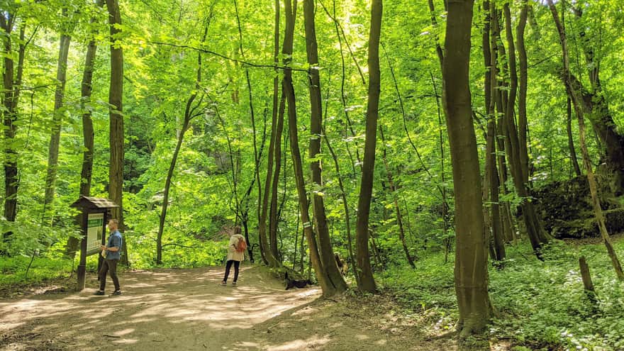 Green Trail to Piłsudski Mound in Wolski Forest