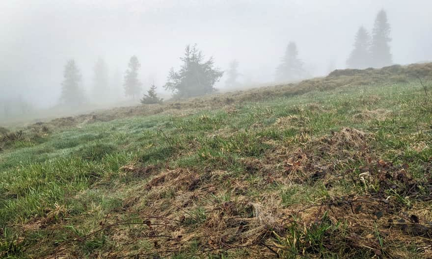 Foggy Michurowa Glade at the top of Ćwilin