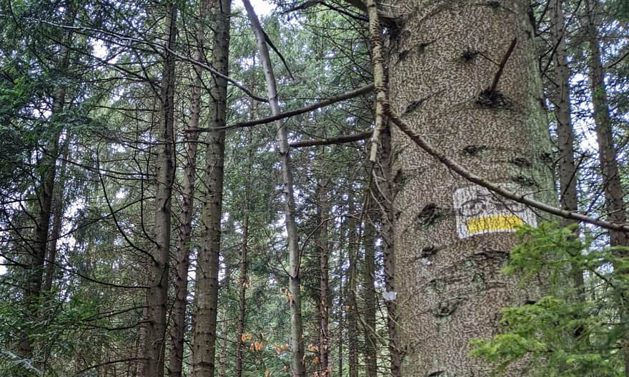 Yellow bike trail: Wilczyce - Ćwilin