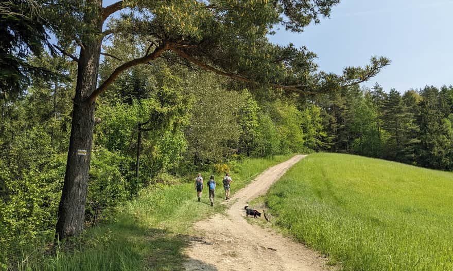 Yellow trail to Ćwilin from Mszana Dolna