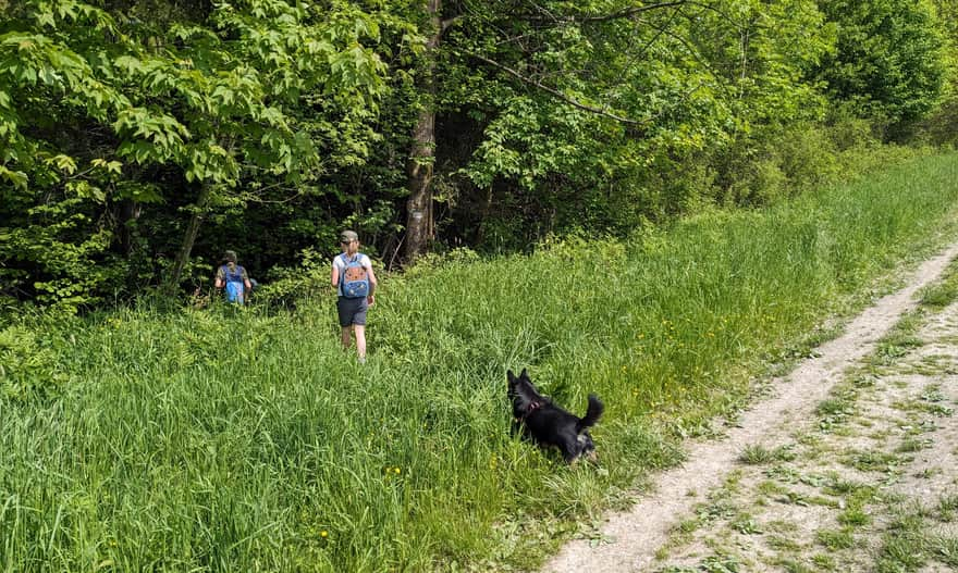 Here, the yellow trail unexpectedly turns into the forest