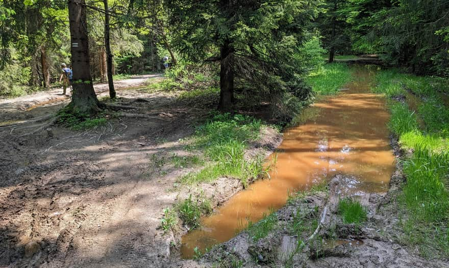 Depression between Czarny Dział and Ćwilin