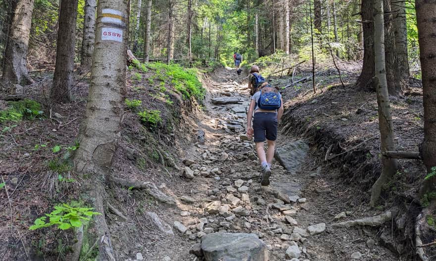 Approaching the summit of Ćwilin - the steepest section