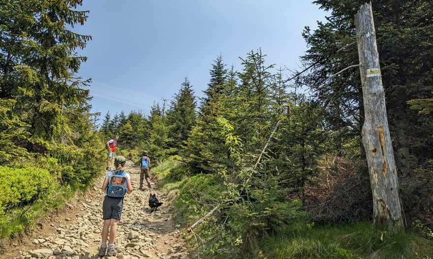 Yellow trail - approaching the summit of Ćwilin