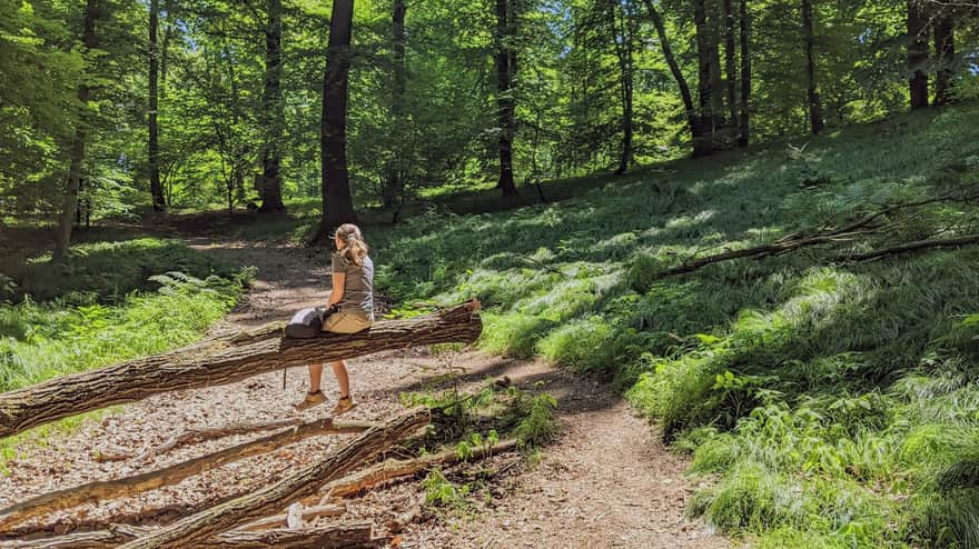 From Chełm to Piłsudski Mound - the red trail in Wolski Forest