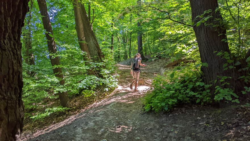 From Chełm to Piłsudski Mound - red trail in Wolski Forest