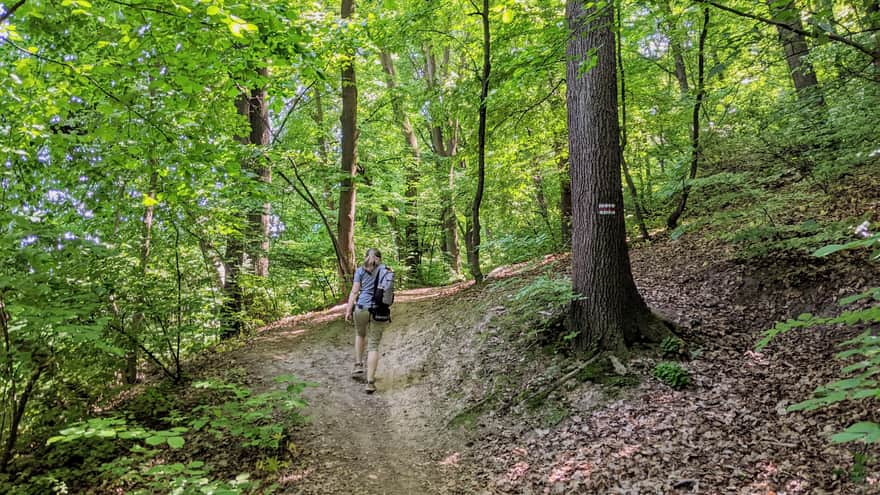 From Chełm to Piłsudski Mound - the red trail in Wolski Forest