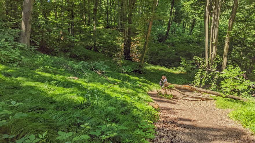 From Chełm to Piłsudski Mound - red trail in Wolski Forest