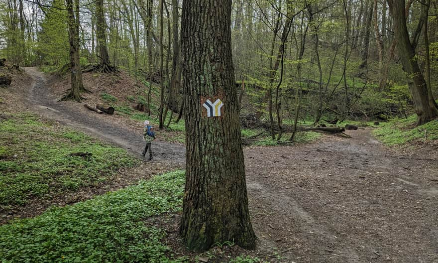 Intersection of the black and yellow trails in Panieńskie Skały Reserve