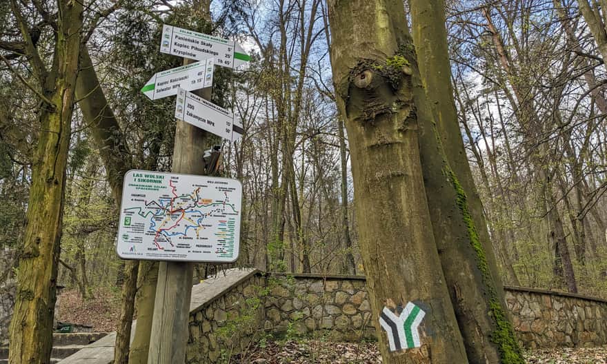 Las Wolski - intersection of the black and green trails in the "Baba Jaga" area