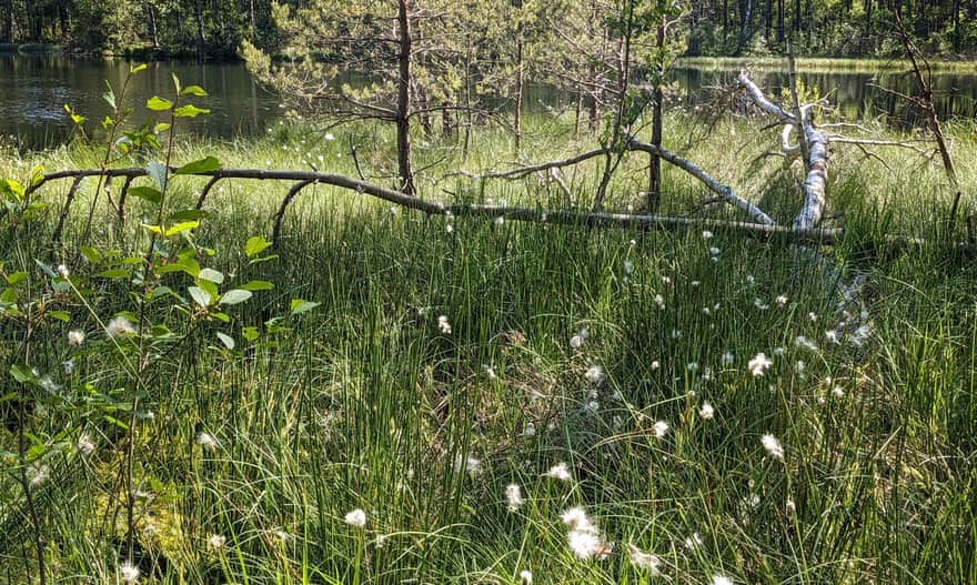 Cotton grass near the Black Pond in the Niepołomice Forest