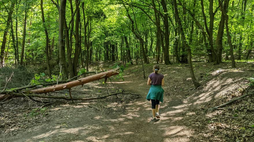 Green trail in Tynieckie Forest