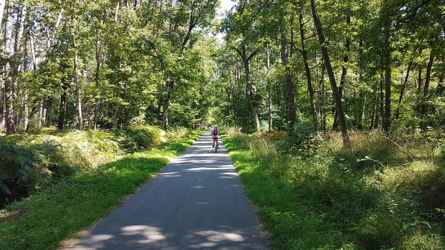 Bison Trail in Niepolomice Forest