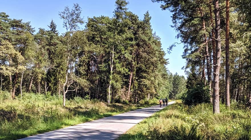 Bison Trail in Niepolomice Forest