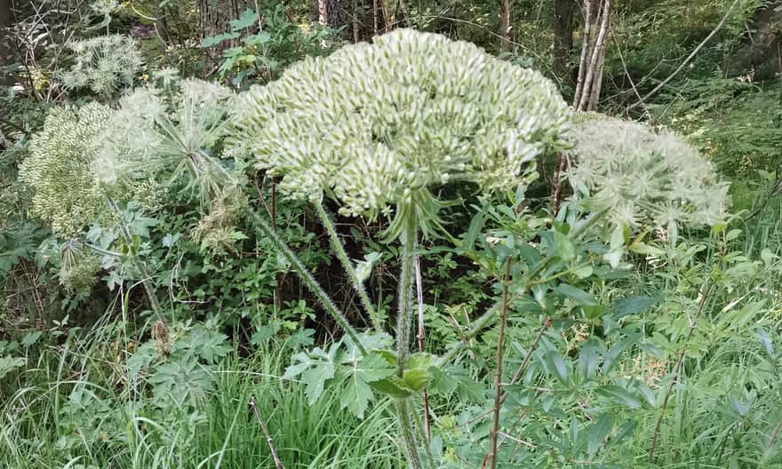 Elk Thistle (Aut. Ljaž https://commons.wikimedia.org/w/index.php?curid=124171794)