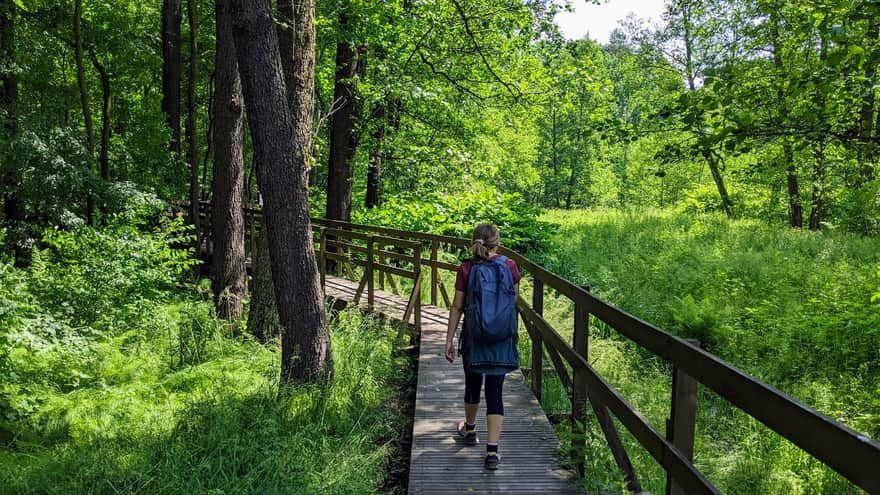 Wooden footbridge among trees