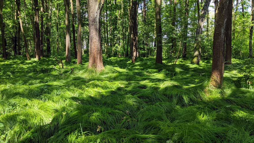 Floodplain forest