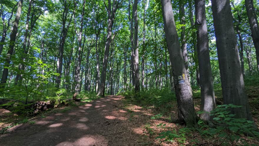 Segiet Reserve - blue trail