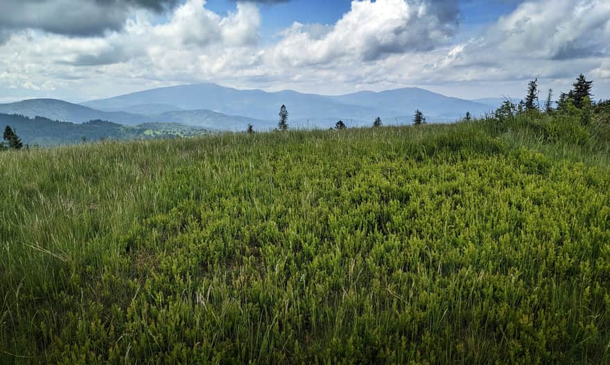 Widok ze szczytu Lachów Gronia: Pilsko, Rysianka i Romanka