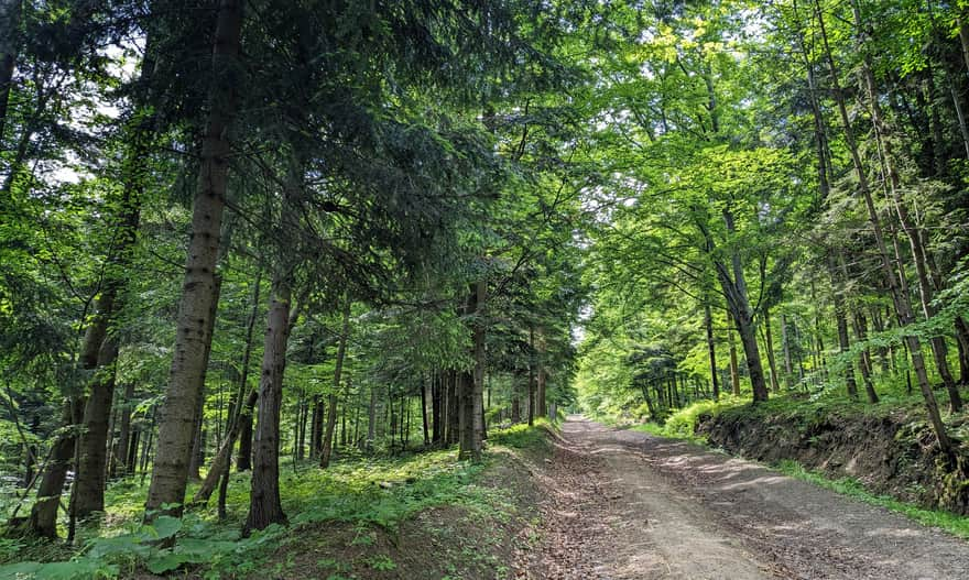 Zielony szlak: Koszarawa Cicha - Lachów Groń