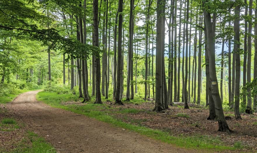 Yellow trail at the foot of Lachów Groń