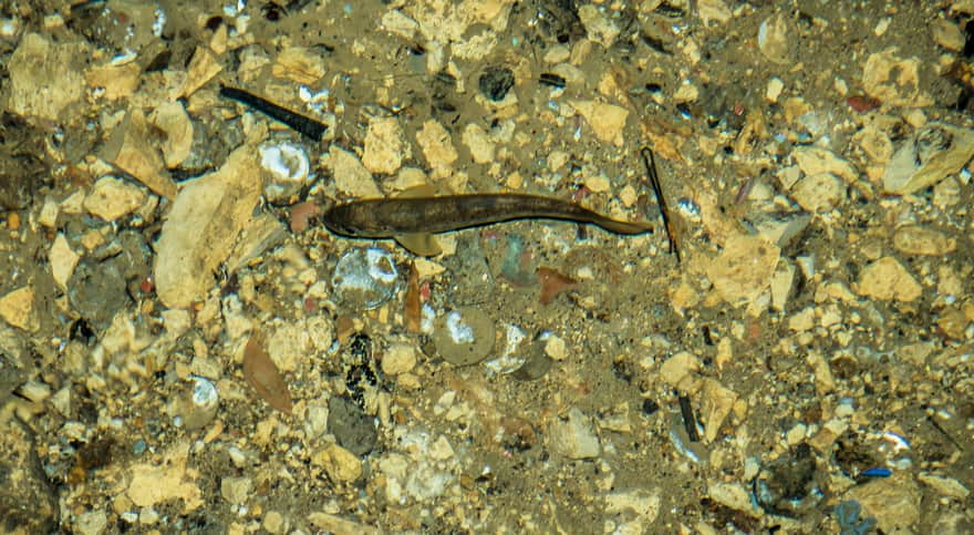 Black Trout Adit, photo: Historic Silver Mine