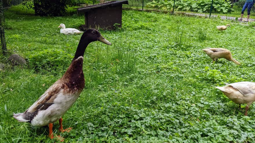 Mini zoo, Park Kościuszki w Katowicach