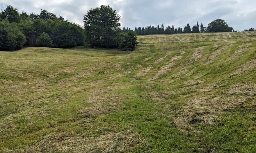 The Black Trail to Bacówka nad Wierchomlą - second meadow, where the shelter awaits at the top!