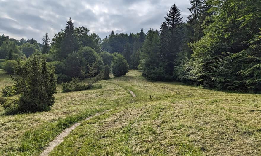 The Black Trail to Bacówka nad Wierchomlą - meadow along the way