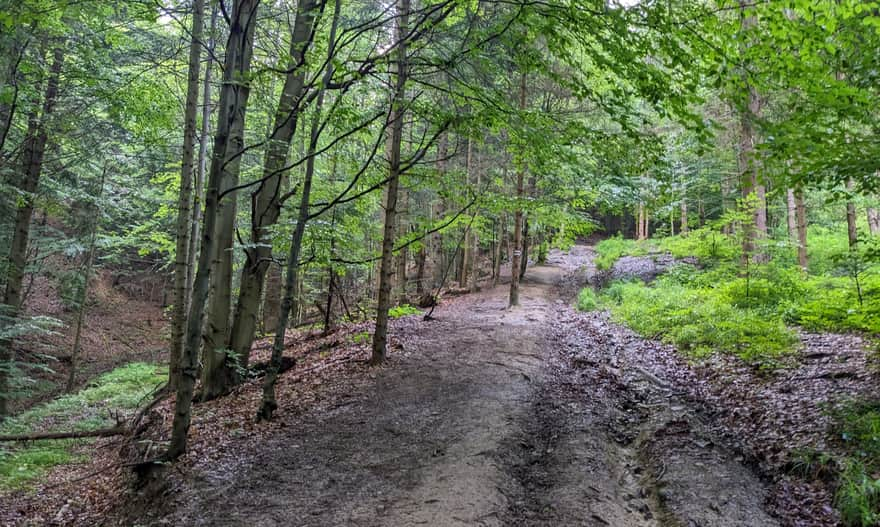 Czarny szlak do Bacówki nad Wierchomlą 