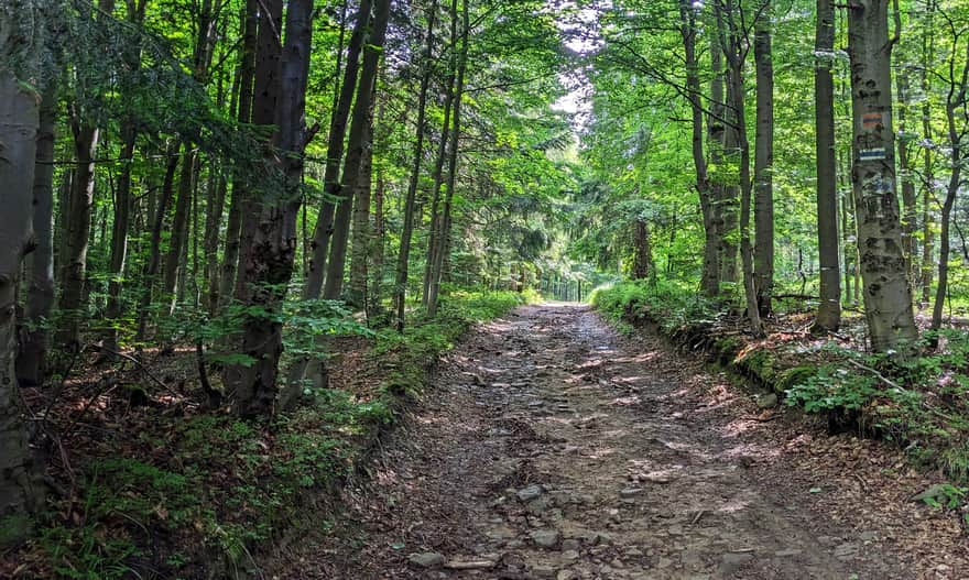 Blue trail: Runek - PTTK Hut under Wierchomla